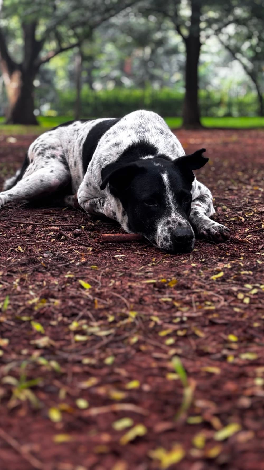 A dog in the park